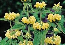 Phlomis fruticosa - Jerusalem Sage